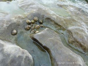 Limpets in a solution hollow on Carboniferous limestone at Doolin