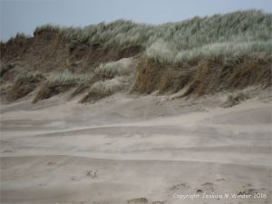 Sand dune erosion at Whiteford Sands on the north Gower coast in South Wales
