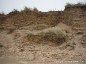Sand dune erosion at Whiteford Sands on the north Gower coast in South Wales