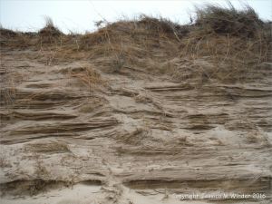Sand dune erosion at Whiteford Sands on the north Gower coast in South Wales