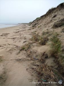 Sand dune erosion at Whiteford Sands on the north Gower coast in South Wales