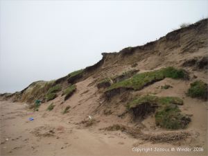 Sand dune erosion at Whiteford Sands on the north Gower coast in South Wales