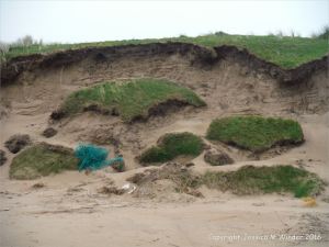 Sand dune erosion at Whiteford Sands on the north Gower coast in South Wales