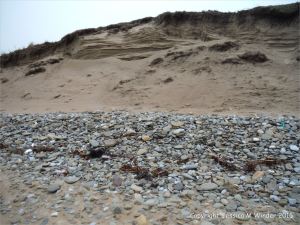 Sand dune erosion at Whiteford Sands on the north Gower coast in South Wales