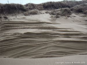 Sand dune erosion at Whiteford Sands on the north Gower coast in South Wales