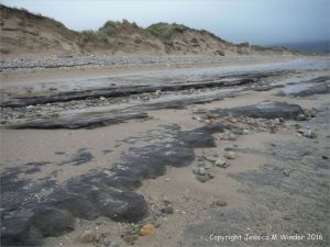 Sand dune erosion at Whiteford Sands on the north Gower coast in South Wales