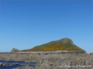 West side of the Inner Head on Worm's Head