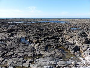 The wave-cut rock platform of the Worm's Head Causeway in Gower