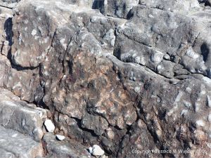 Carboniferous bioclastic oolitic limestone with fossils