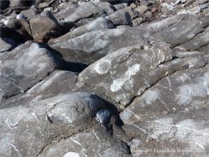Carboniferous limestone with coral fossils