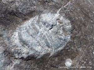 Coral fossil in Gully Oolite limestone on the west side of Worm's head