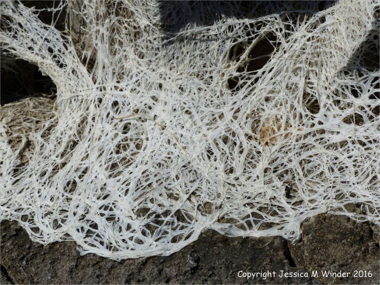 Natural pattern of dried seaweed on rock