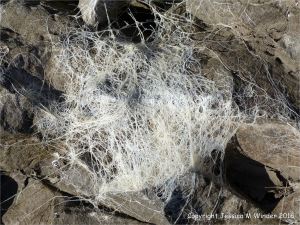 Bleached white seaweed pattern on rock