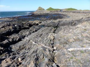 Wave-cut rock platform on Worm's Head