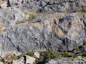 Fossiliferous limestone outcrop
