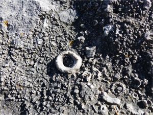 Fossiliferous limestone outcrop