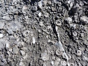 Fossiliferous limestone outcrop