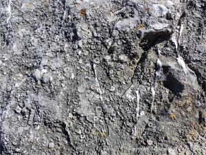 Crinoidal limestone outcrop