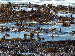 Kelp beds exposed at low water
