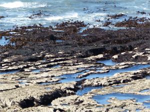 Kelp beds exposed at low water
