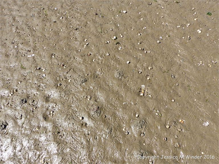 Wet seashore sand with marine invertebrate and other tracks and traces