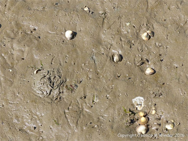 Wet seashore sand with marine invertebrate tracks and traces with bird footprints