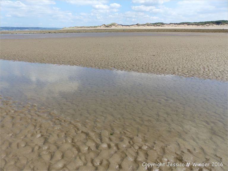 View looking north-east over wet seashore sand ripples with marine invertebrate tracks and traces at Whiteford Sands