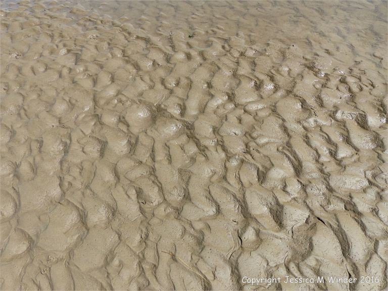 Wet seashore sand ripples with marine invertebrate tracks and traces