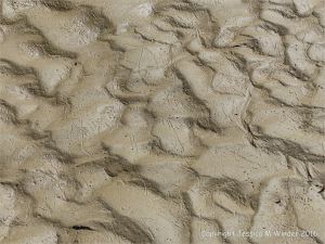Wet seashore sand ripples with marine invertebrate tracks and traces
