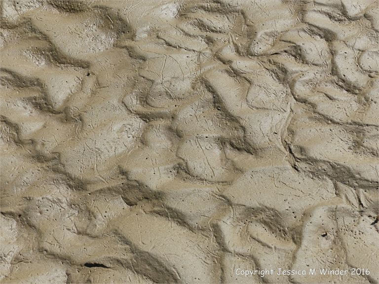 Wet seashore sand ripples with marine invertebrate tracks and traces