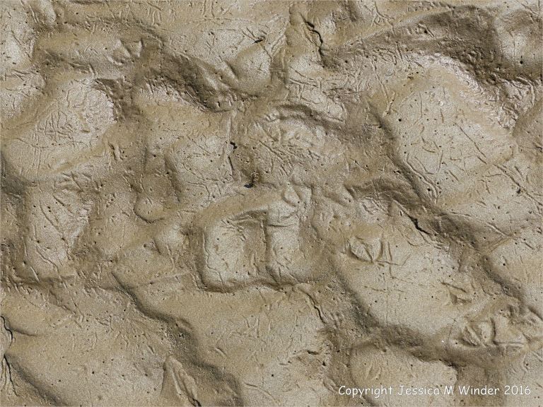 Wet seashore sand ripples with marine invertebrate tracks and traces