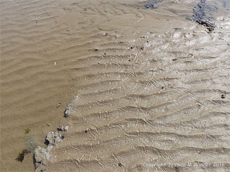 Furrowed trails made by common winkles on wet beach sand