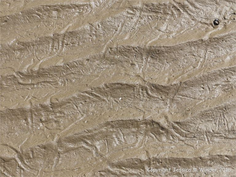 Furrowed trails made by common winkles on wet beach sand