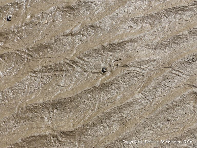 Furrowed trails made by common winkles on wet beach sand