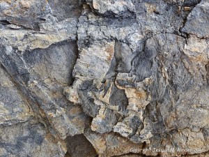 Rock texture in Carboniferous Pembroke Group Limestone at Three Cliffs Bay