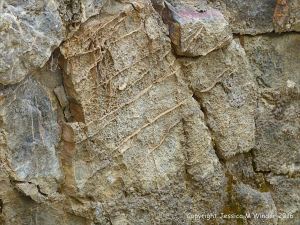 Rock texture in Carboniferous Pembroke Group Limestone at Three Cliffs Bay