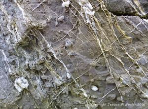 Rock texture and pattern in Carboniferous Pembroke Group Limestone at Three Cliffs Bay