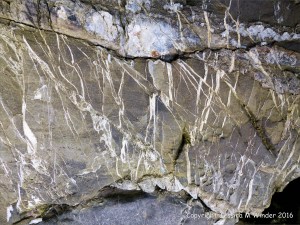 Rock texture and pattern in Carboniferous Pembroke Group Limestone at Three Cliffs Bay