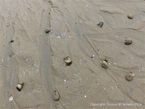 Live Rayed Trough Shells emerging from shallow sandy burrows