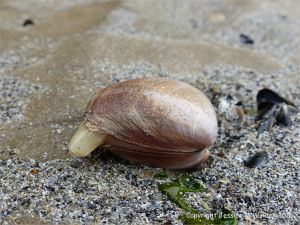 Living Rayed Trough Shell stranded on a sandy beach at low tide