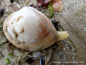 Living Rayed Trough Shell with protruding siphons stranded on the surface of a sandy beach