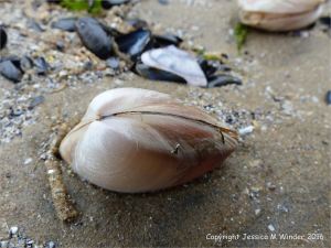 Live Rayed Trough Shell emerging from shallow sandy burrows