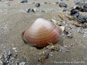 Live Rayed Trough Shell emerging from shallow sandy burrows