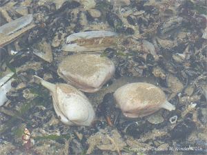 Living Rayed Trough Shells in a tide pool