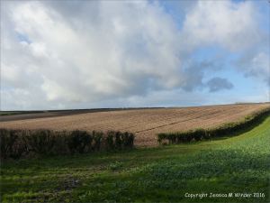 English countryside view of cut hedge between ploughed and planted fields