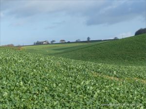 English countryside view of fields with new growth of oil seed rape