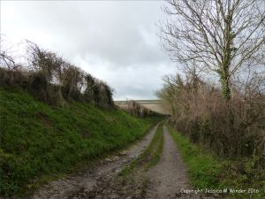 English countryside view of rutted lane with hedge borders