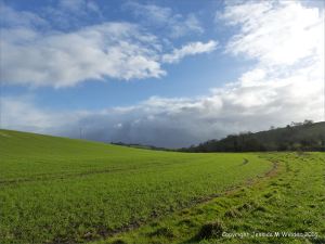 English countryside view of field with new growth of wheat
