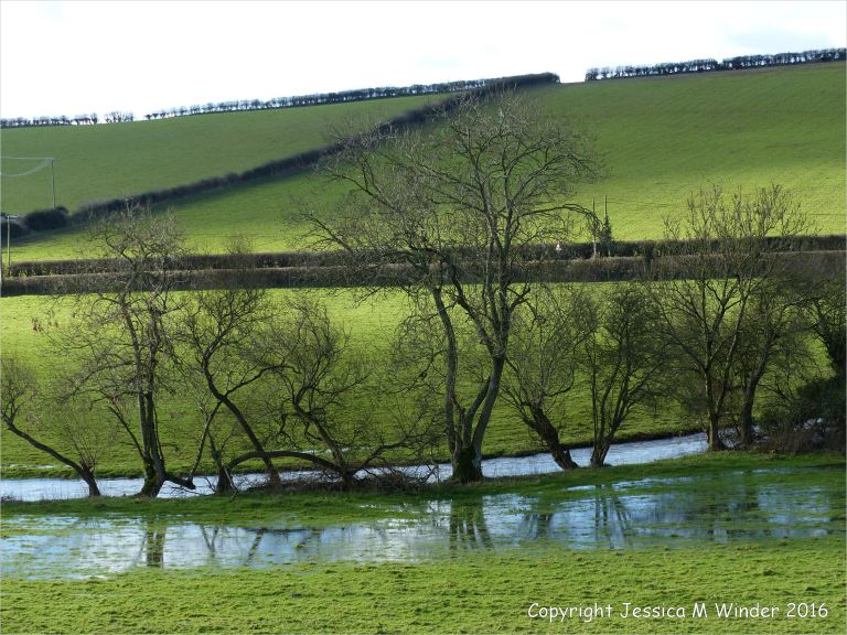 Water-logged sheep pasture by the River Cerne