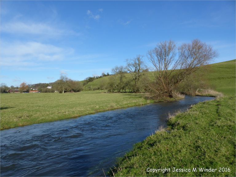 River swollen to the top of the banks near Charminster